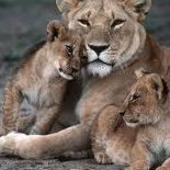 Meet your Posher, Florencia - Picture 1 of 1